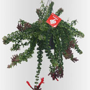 Aeschynanthus 'Twister'